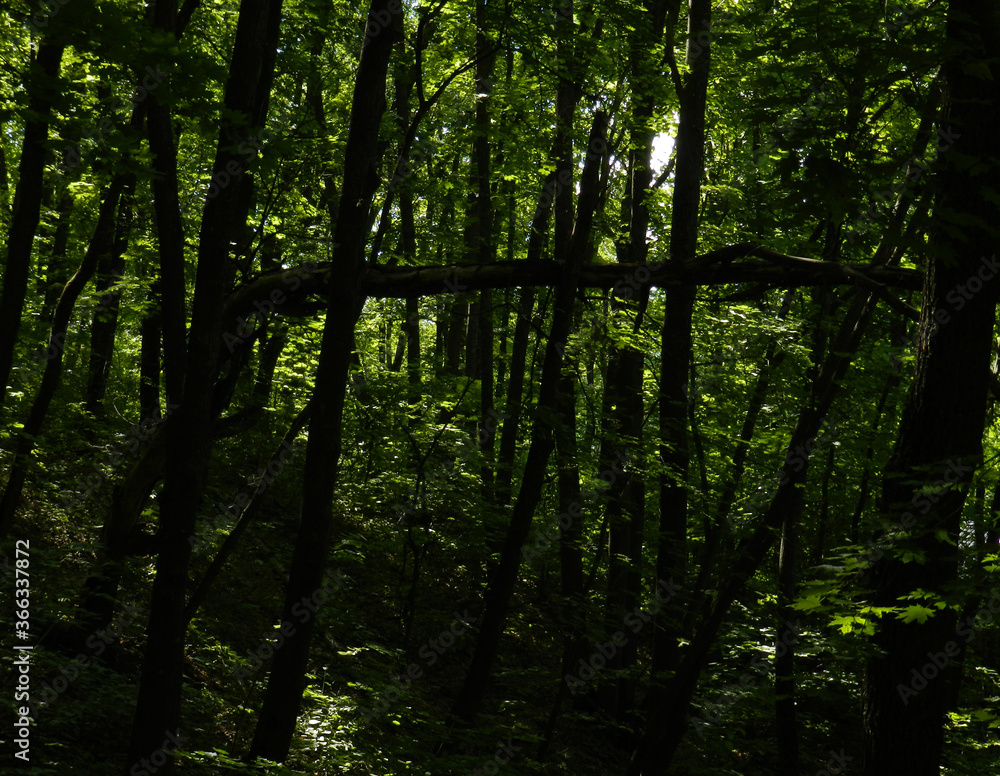 Obraz premium Maple forest outside the city 