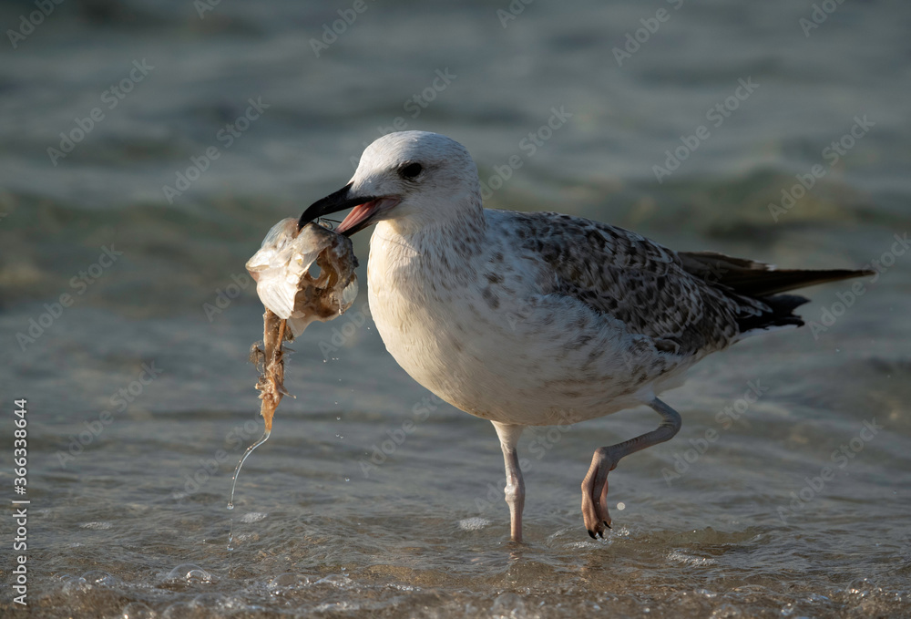 Great Black-backed Gull juvenile with a fish, Bahrain Great Black-backed Gull juvenile with a fish, Bahrain