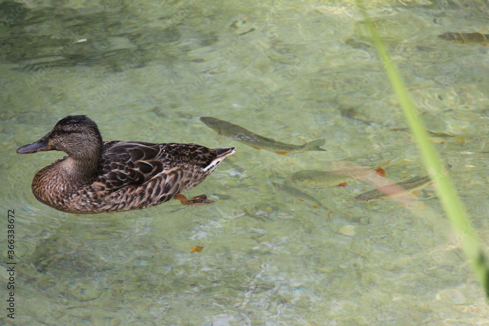 Swimming duck and roaches in the clear water in the plitvice lakes in Croatia. Swimming duck and roaches in the clear water in the plitvice lakes in Croatia.