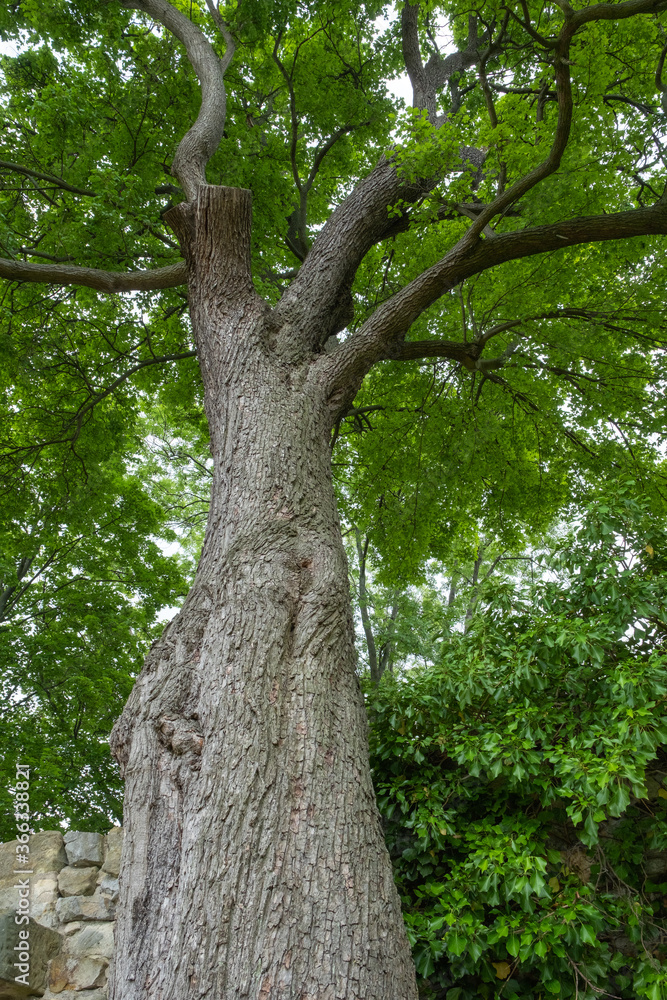 Acer campestre Feldahorn Stamm