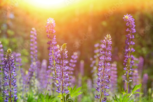 Blooming lupine flowers. A field of lupines. Sunlight shines on plants. Violet spring and summer flowers. Gentle warm soft colors  blurred background.