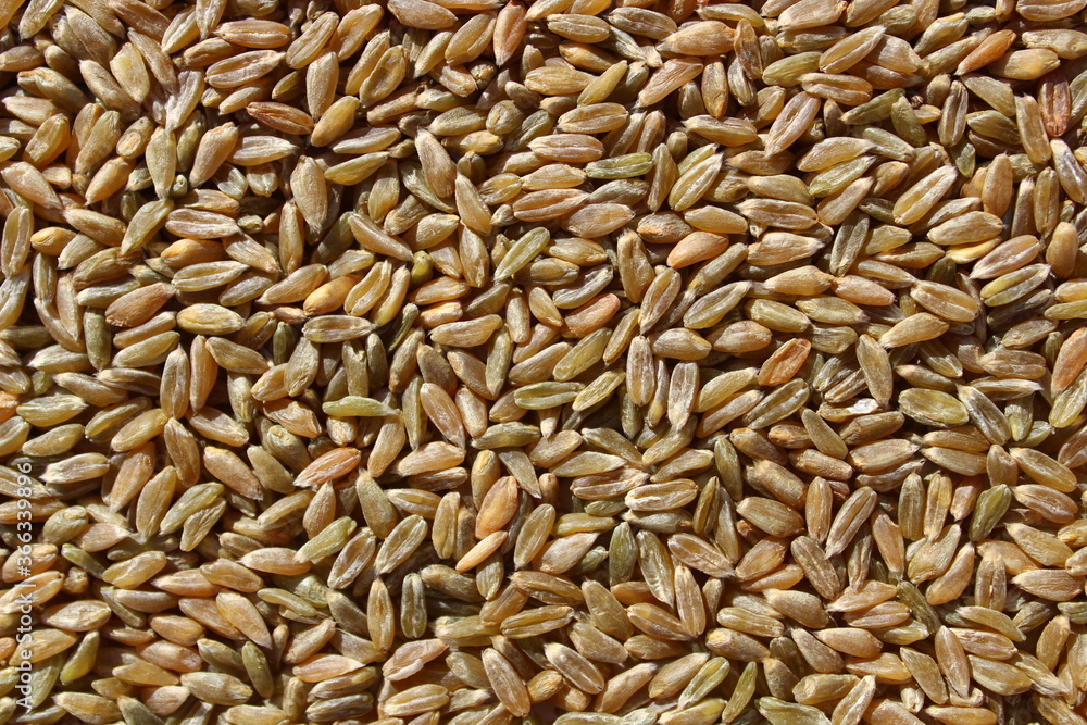 Grünkern Grünkern