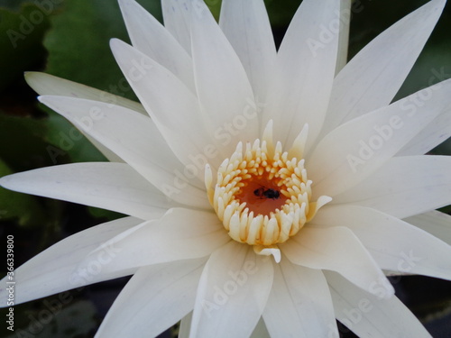 white lotus in the garden
