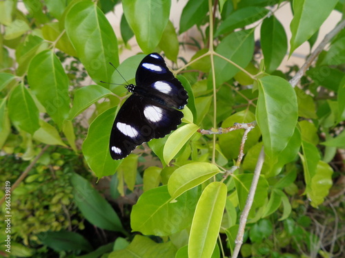 butterfly on green leaf