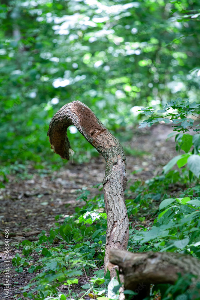 Obraz premium Forest