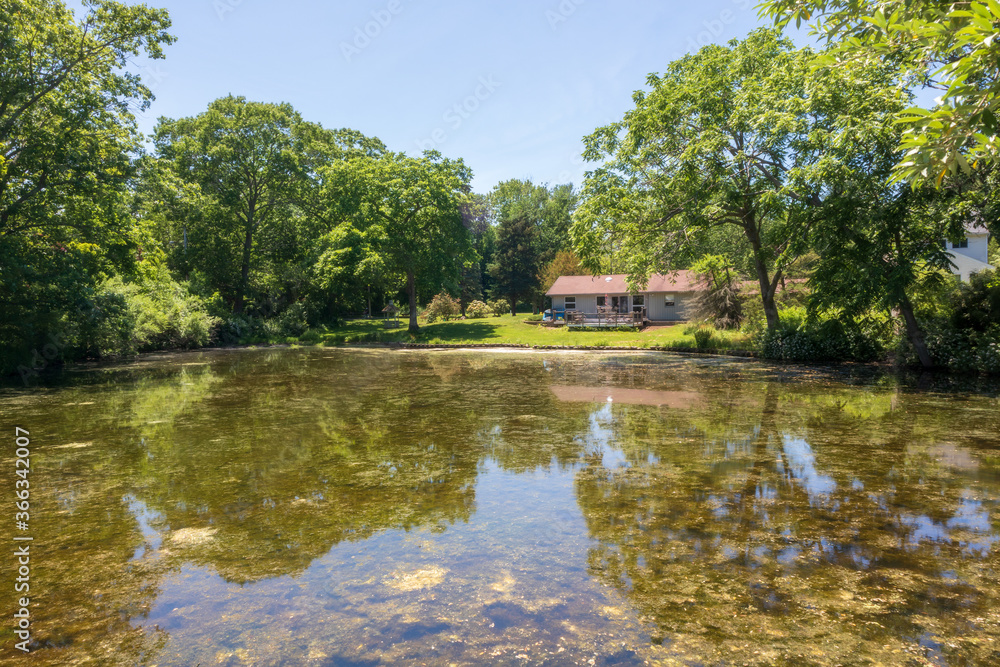 Pond overgrown with green duckweed in East Greenwich, RI, on a summer day. Pond overgrown with green duckweed in East Greenwich, RI, on a summer day.