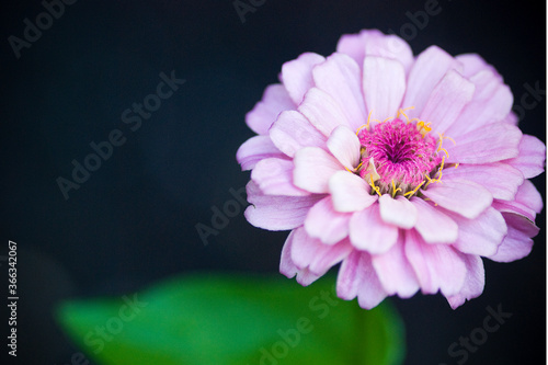 Pink Zinnia