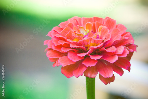 Pink Zinnia