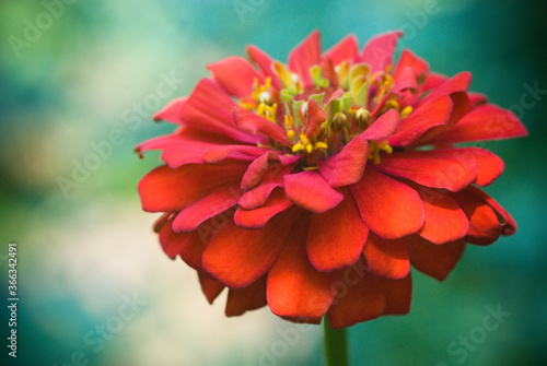 Red Zinnia