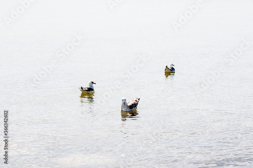 seagulls swim on the water