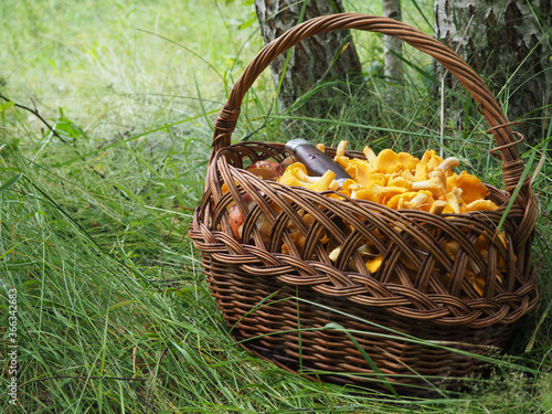a full basket of chanterelle mushrooms in the forest in the grass. search for mushrooms in the forest.
