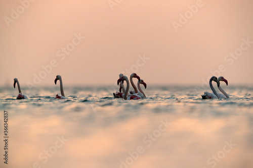 Greater Flamingos wading in the early morning at Asker coast  Bahrain