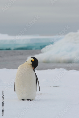 Emperor penguin  Aptenodytes forsteri 