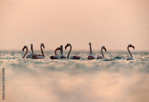 Greater Flamingos wading in the morning at Asker coast, Bahrain