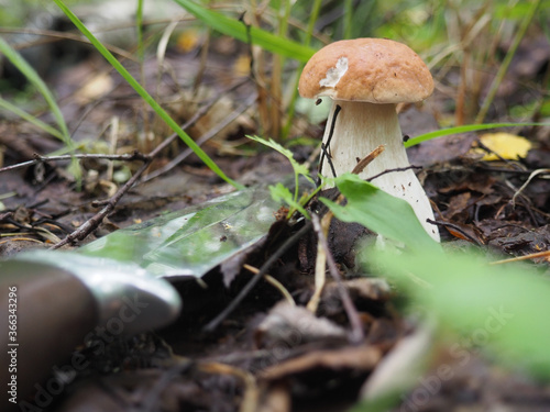 white mushroom with a knife on the ground in the forest. cutting mushrooms in the forest. hobby