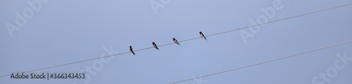 four swallows sit on the electric wires
