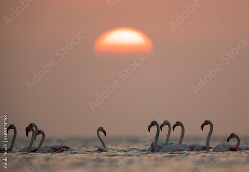 Greater Flamingos and the sunrise, Bahrain