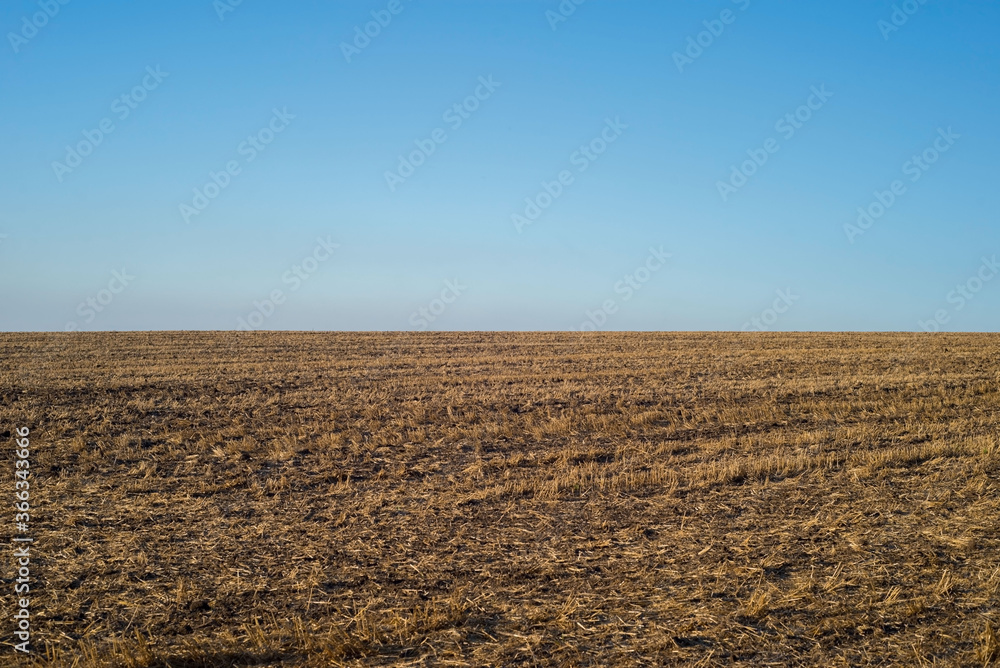 wheat field landscape, empty field after harvest. blue - yellow landscape, field and sky. Horizon wheat field landscape, empty field after harvest. blue - yellow landscape, field and sky. Horizon