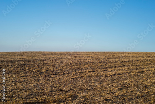 wheat field landscape, empty field after harvest. blue - yellow landscape, field and sky. Horizon