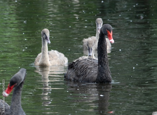 schwarzer Schwan photo