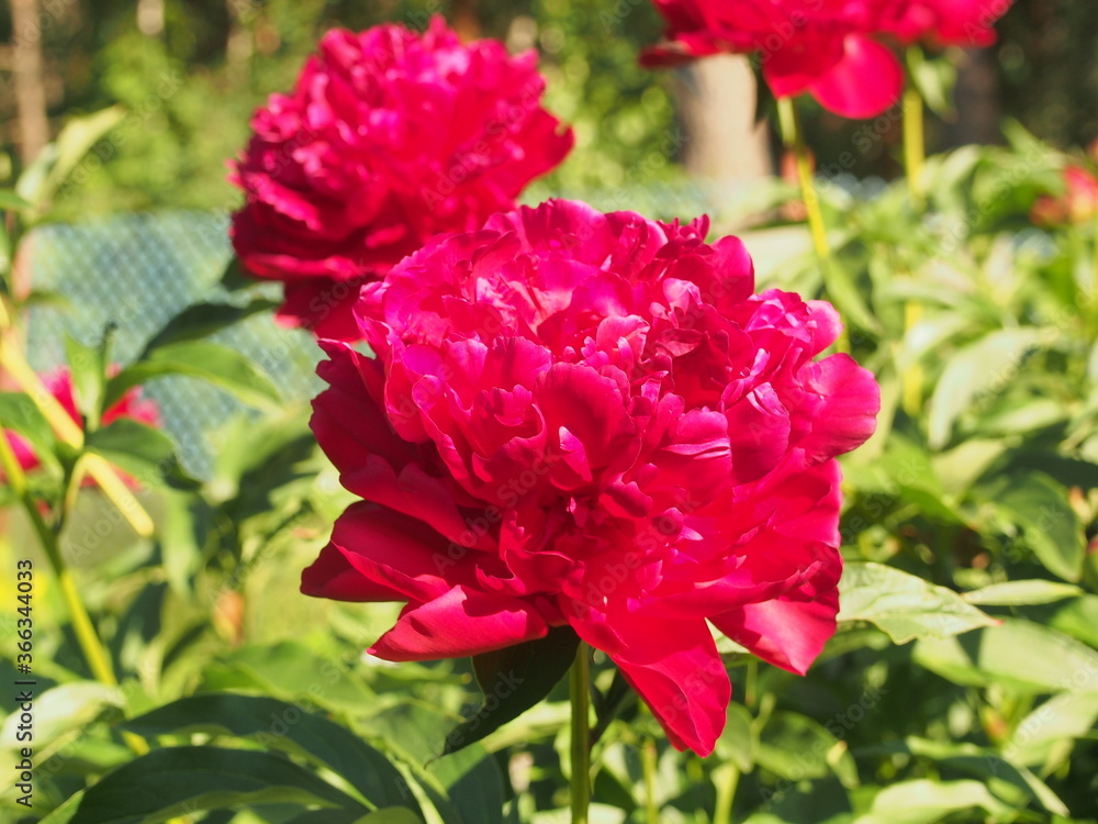 Red petals of blooming peony buds. Summer in the garden. Red petals of blooming peony buds. Summer in the garden.