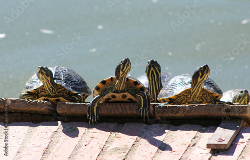 Turtles sunbathing at lake in Parque Del Retiro (Retiro Park), Madrid.