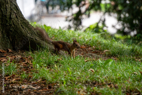 Eichhörnchen am Boden bei einem Baum © Patrick