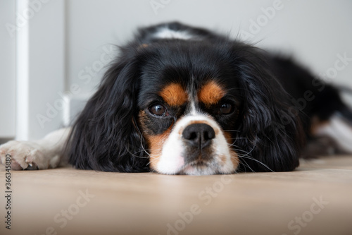 Cavalier King Charles Spaniel named Romeo relaxing and sleeping after long walk. 

