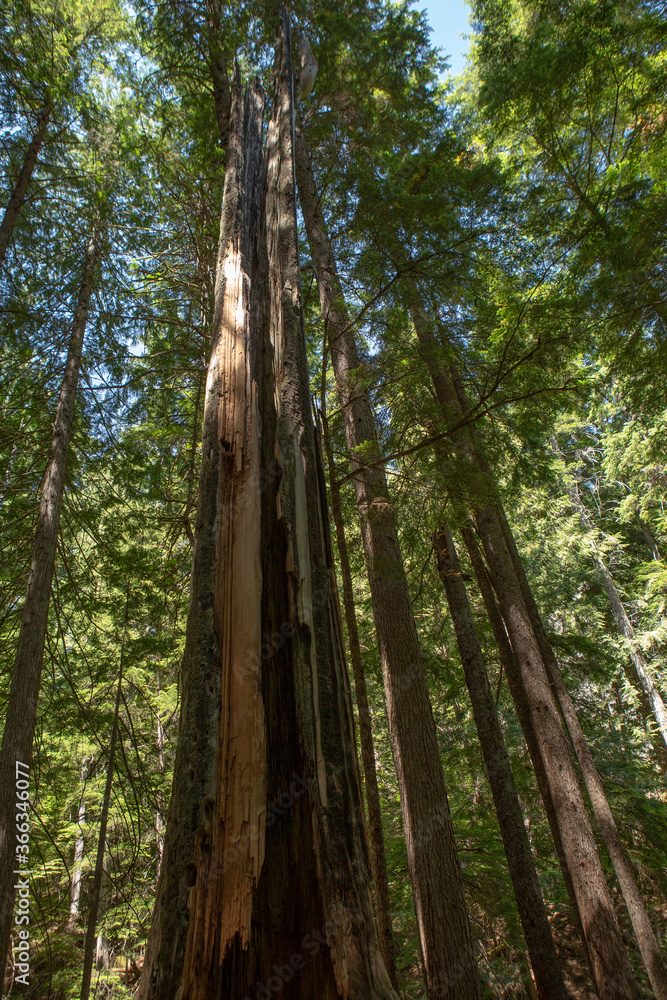 Ross Creek Old Growth Cedars Ross Creek Old Growth Cedars