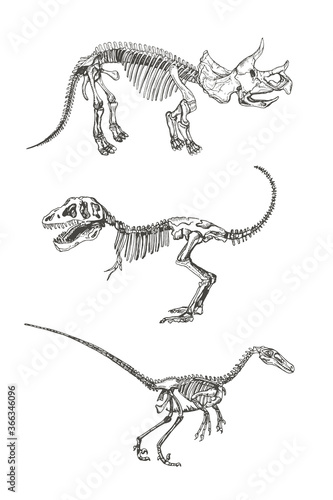 Set Tyrannosaurus,Triceratops ,Velociraptor Skeleton Silhouette in sketch style.Vector Illustration of dinosaur.
