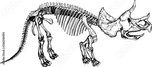 Triceratops Skeleton Silhouette in sketch style.Vector Illustration of dinosaur.
