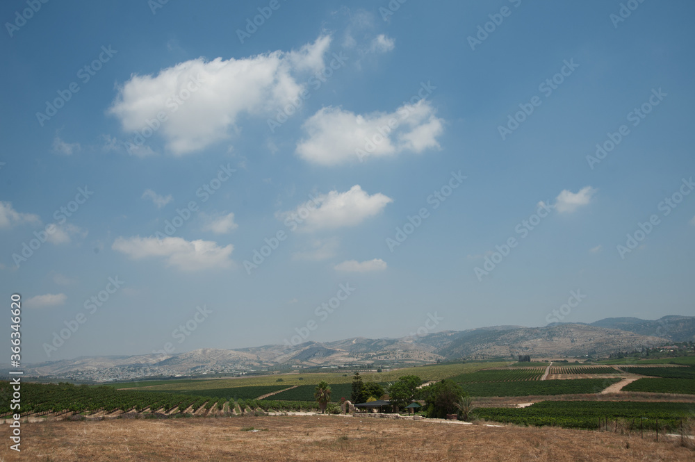 Panoramic view of vineyard rows in Israel. Panoramic view of vineyard rows in Israel.