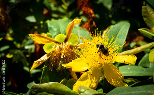 Bumble Bee on St. John's Wort Flower