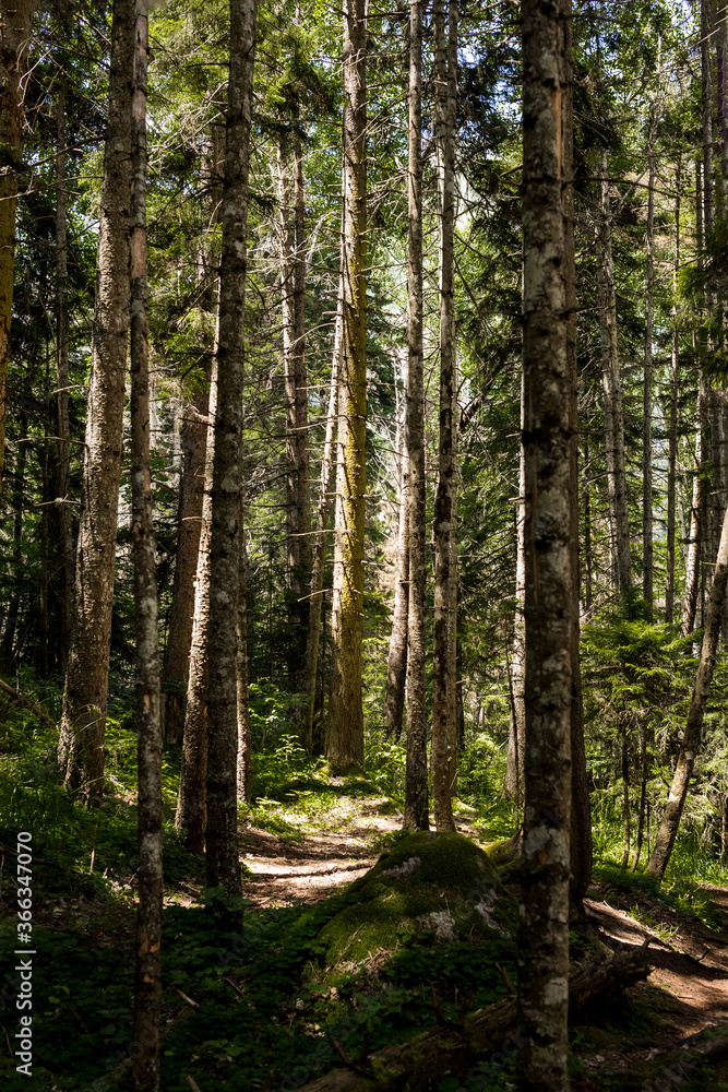 summer forest day in the mountains summer forest day in the mountains