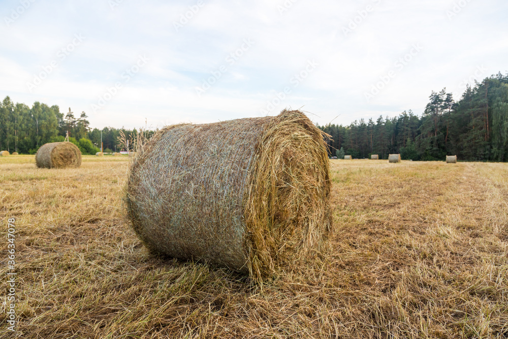 Haystacks in the field. Straw bales. Harvesting. Harvesting feed for the farm. Rural landscape. Countryside concept.