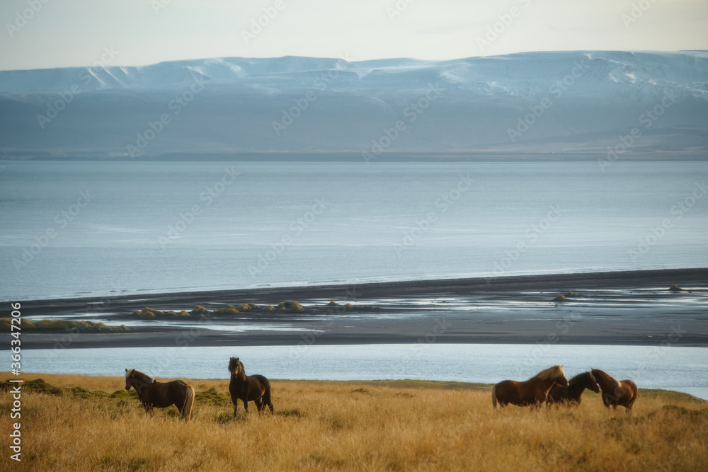 Icelandic horses on the grass in Northwest Iceland Icelandic horses on the grass in Northwest Iceland