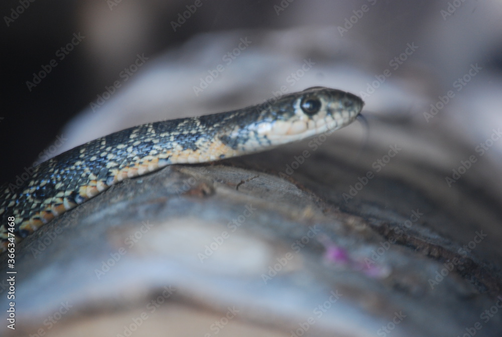 Horseshoe Whip Snake on Wooden Log Horseshoe Whip Snake on Wooden Log