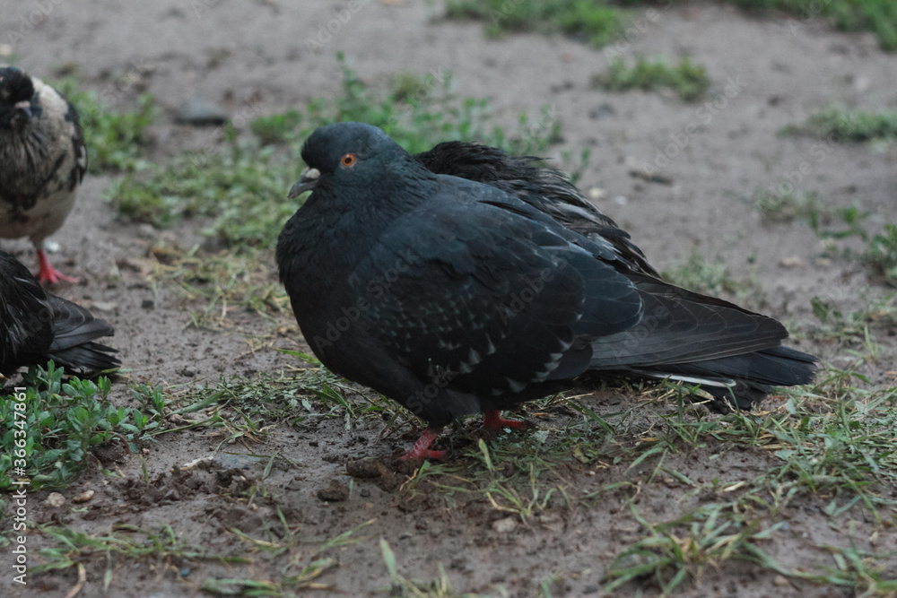 Gray city pigeon walking on the street on the ground. Gray city pigeon walking on the street on the ground.