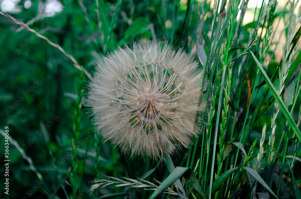 Dandelion seeds in the morning sunlight blowing away across a fresh green background Dandelion seeds in the morning sunlight blowing away across a fresh green background