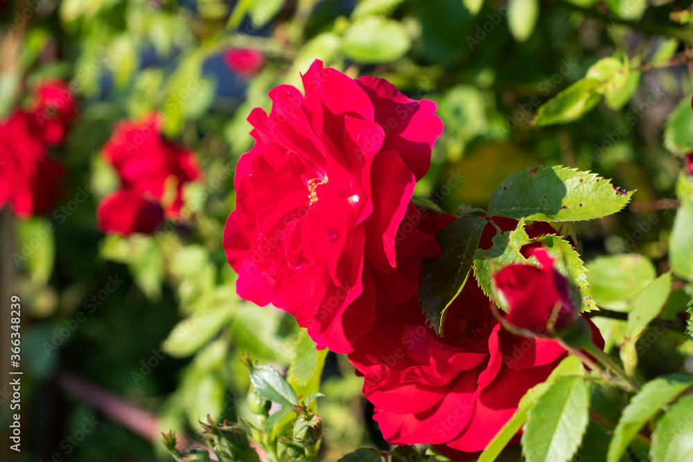 bushes of red roses in the garden