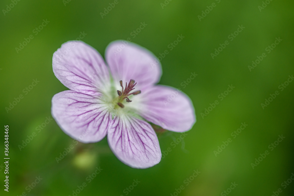 Wild Geranium Flower with a Bokeh Background Wild Geranium Flower with a Bokeh Background
