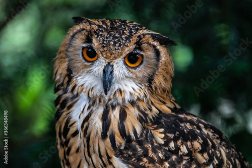 Portrait of an Uhu or Eurasian Eagle-owl  Bubo bubo 