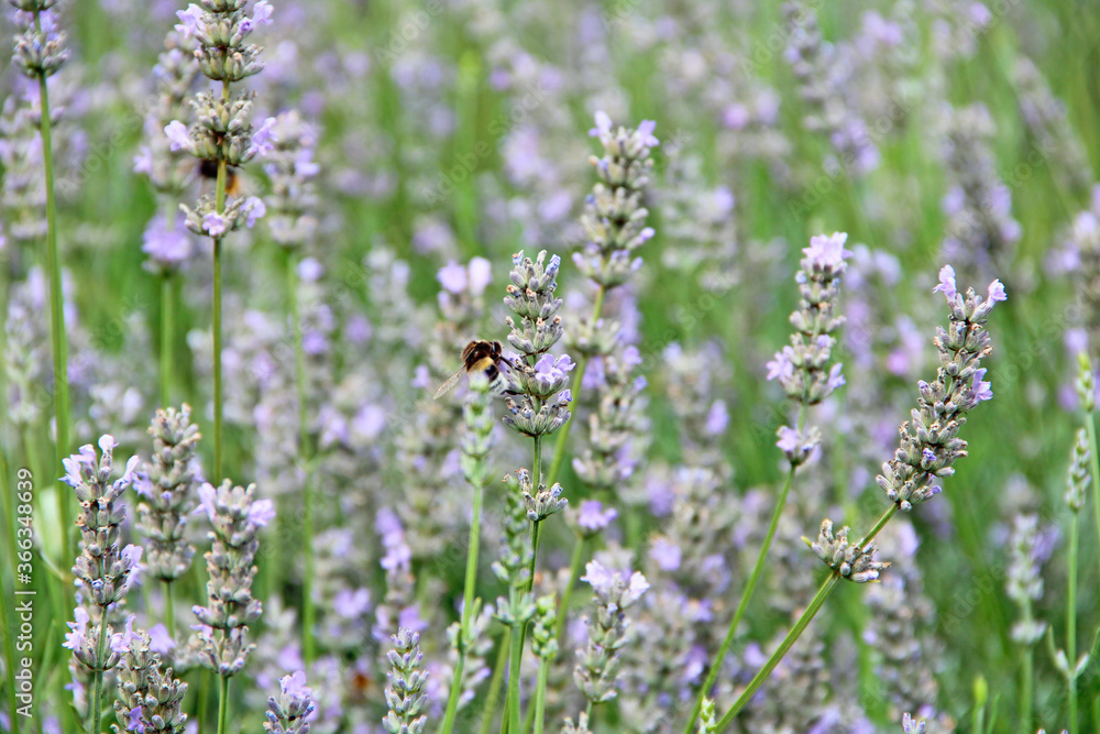 Bumblebee collecting nectar on lavender flowers in summer field