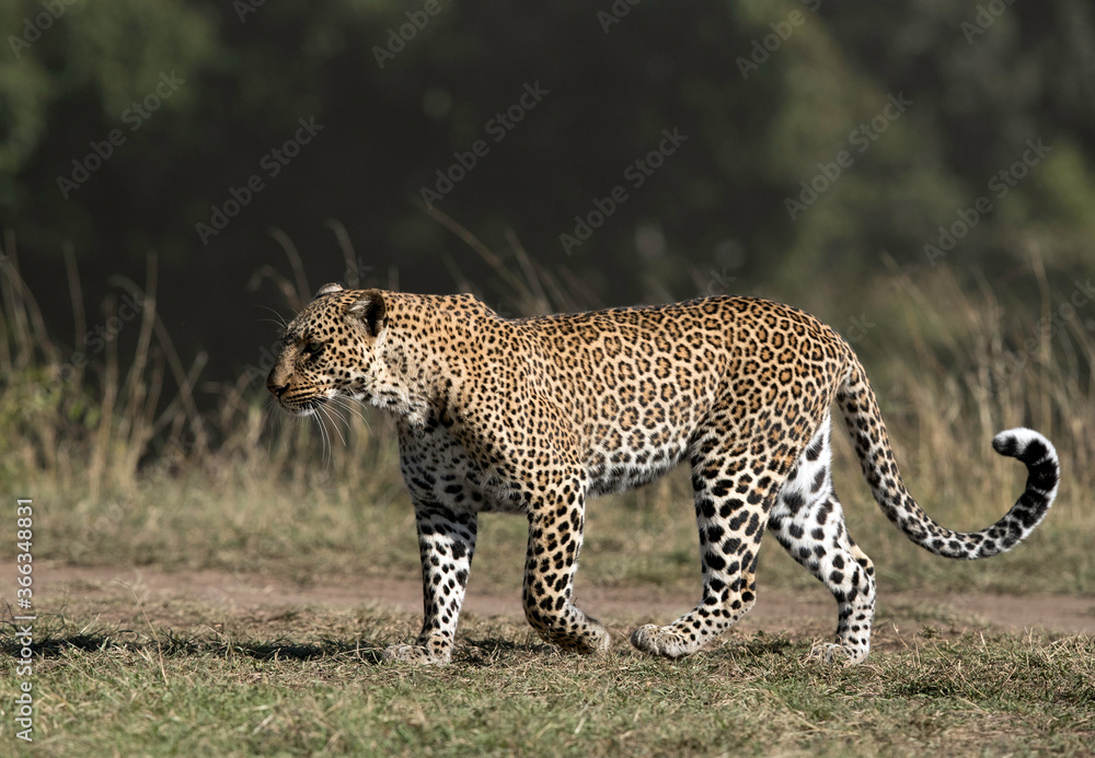 Leopard Koboso out of the woods, Masai Mara Leopard Koboso out of the woods, Masai Mara