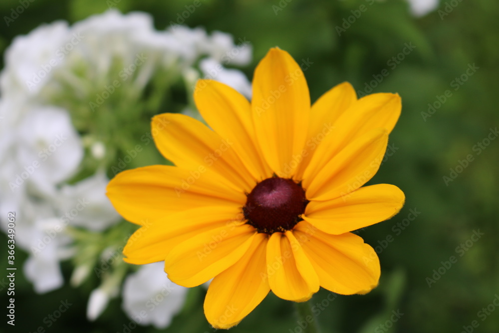 blume blume