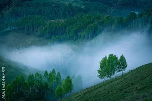 Foggy morning view of a valley with birch trees flooded by fog view from above in a scenic scenery © ionutpetrea