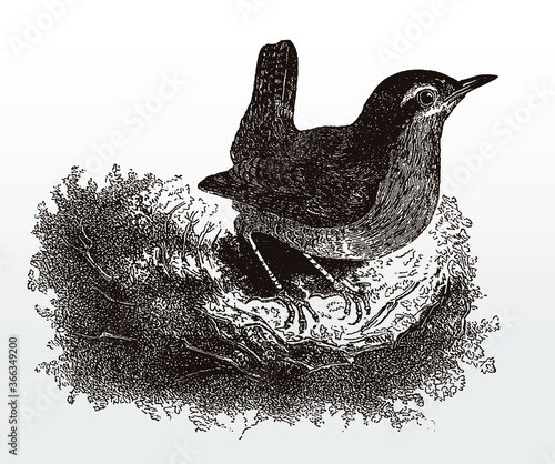 Eurasian wren, troglodytes in side view sitting on a branch, after an antique illustration from the 19th century
