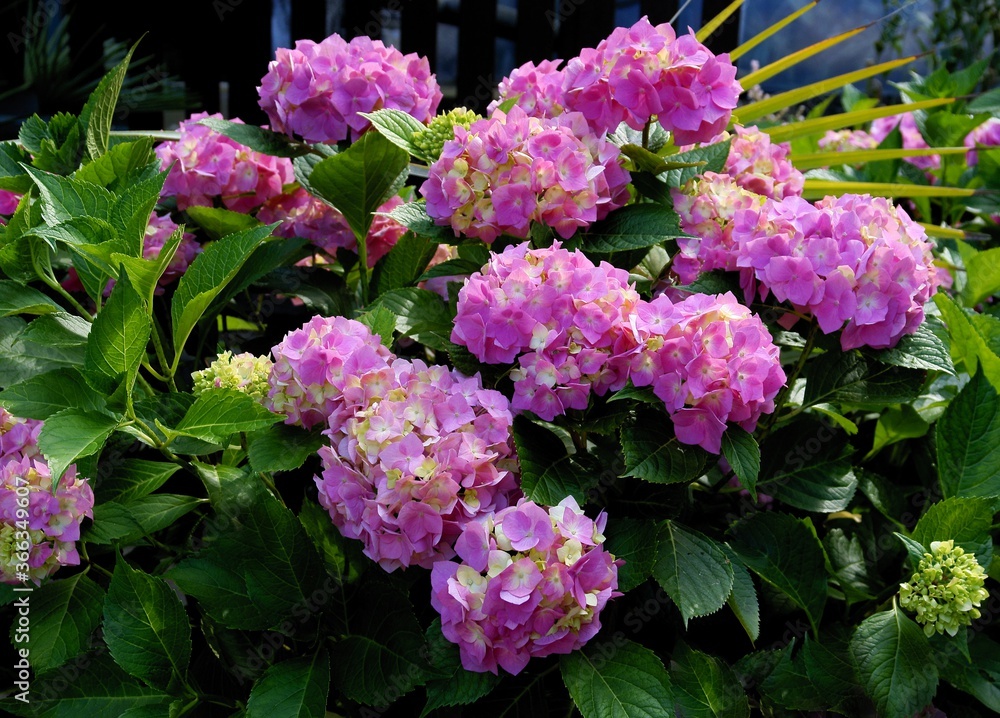 pink flowers of hydrangea bush close up