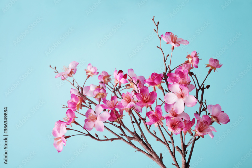cherry blossom flowers on blue background with copy space cherry blossom flowers on blue background with copy space