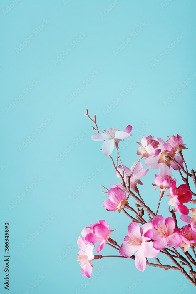 cherry blossom flowers on blue background with copy space